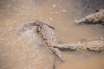 River Tarcoles, where you can observe crocodiles in Costa Rica.