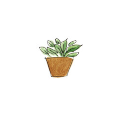 Watercolor drawing .Pot with houseplant. Green flower on white background isolate.