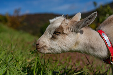 A goat eating grasses in a farm in Japan