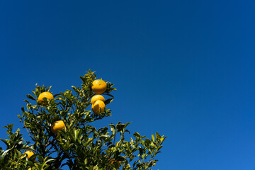 citrus fruits with blue sky in a farm
