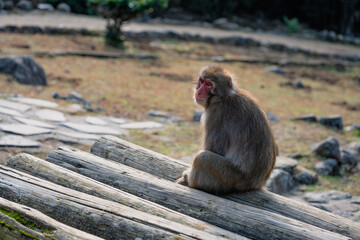 lonely monkey on the mountain