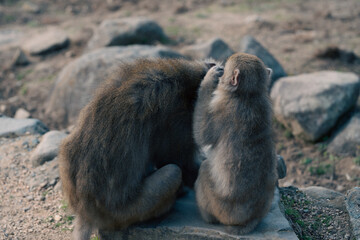 a baby monkey in a group
