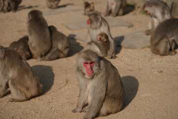 lonely monkey on the mountain