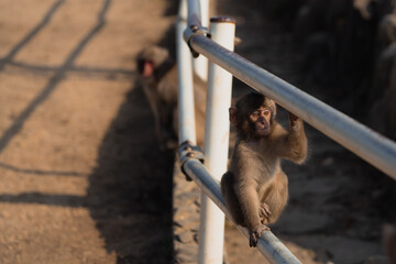 a baby monkey in a group