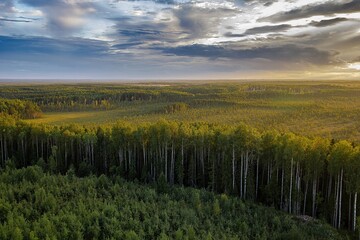 field of wheat and sky