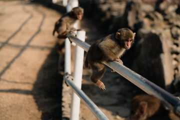 a baby monkey in a group