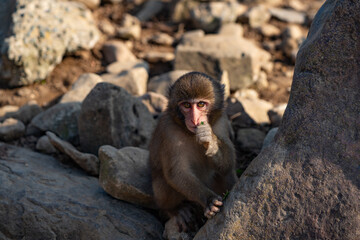 a baby monkey in a group