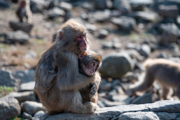 a baby monkey in a group