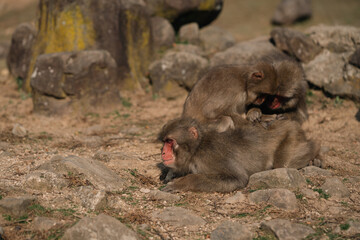 a baby monkey in a group