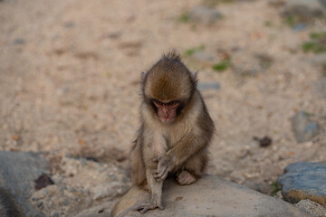 a baby monkey in a group