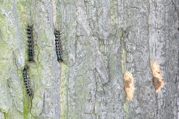 Caterpillars of the gypsy moth (Lymantria dispar). It is a dangerous pest of trees in forests,...
