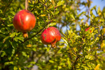 Pomegranate tree with ripe fruits