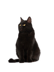 sitting black cat with yellow eyes isolated on white background