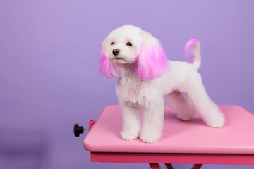 Maltese receives a new hairstyle from dog groomers. The pup has pink hair on ears and tail. dog hair coloring