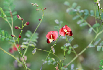 Red and yellow flowers of the Australian native Smooth Darling Pea, Swainsona galegifolia, family Fabaceae. Endemic to inland NSW and Qld. Rare in Victoria. Flower vary from white, pink, purple, red