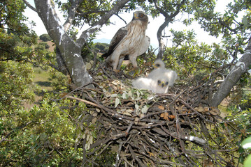 Aguilas calzadas en el nido