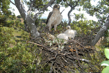 Aguilas calzadas en el nido