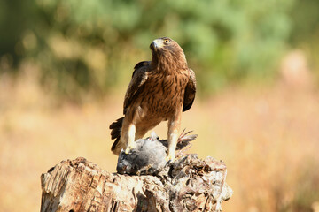 aguila calzada en el campo con sus presas