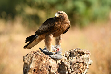aguila calzada en el campo con sus presas