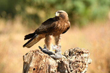 aguila calzada en el campo con sus presas