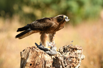 aguila calzada en el campo con sus presas