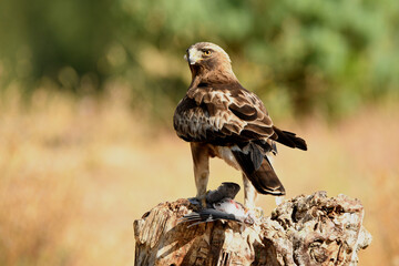 aguila calzada en el campo con sus presas