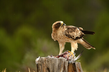 aguila calzada en el campo con sus presas