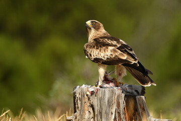 aguila calzada en el campo con sus presas