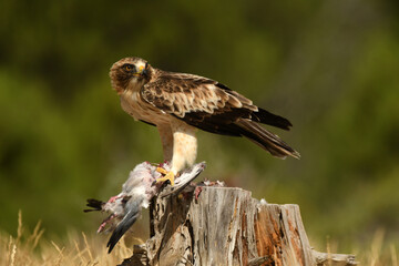aguila calzada en el campo con sus presas