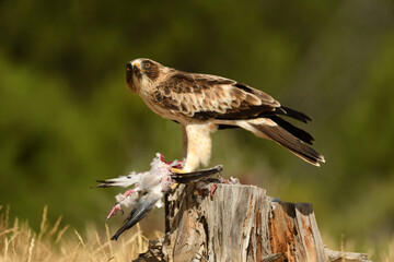 aguila calzada en el campo con sus presas