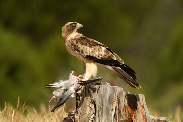 aguila calzada en el campo con sus presas