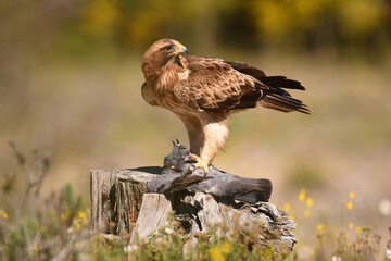 aguila calzada en el campo con sus presas