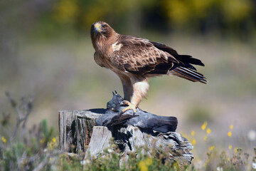 aguila calzada en el campo con sus presas
