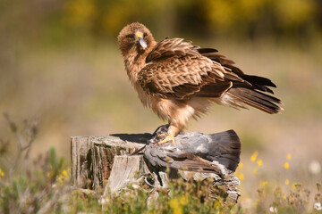 aguila calzada en el campo con sus presas