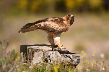 aguila calzada en el campo con sus presas