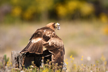 aguila calzada en el campo con sus presas