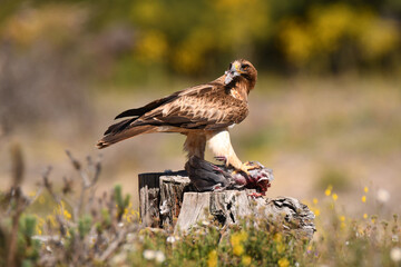 aguila calzada en el campo con sus presas