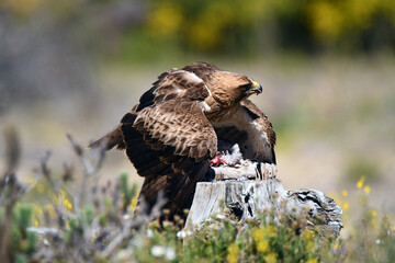 aguila calzada en el campo con sus presas