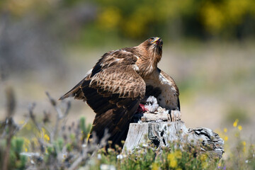 aguila calzada en el campo con sus presas