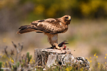aguila calzada en el campo con sus presas