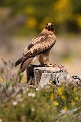aguila calzada en el campo con sus presas