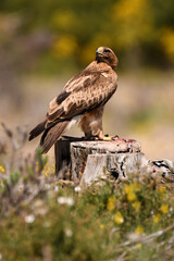 aguila calzada en el campo con sus presas