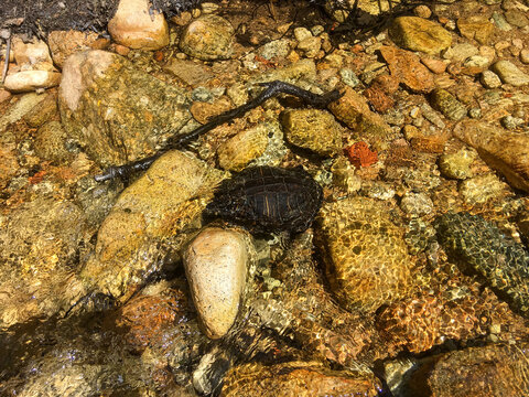 La tortuga de orejas rojas (Trachemys scripta elegans), es una tortuga semiacu&aacute;tica. Esta foto es del r&iacute;o Manzanares en Madrid, Espa&ntilde;a, donde se encuentra como especie invasora.
