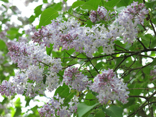fluffy purple lilac blooms on a branch