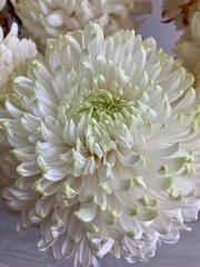 White flower on display. These Flowers are great decoration for wedding backdrop.