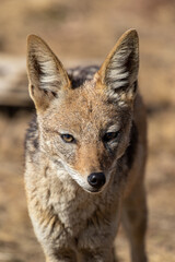 Black Backed Jackal, Kruger National Park