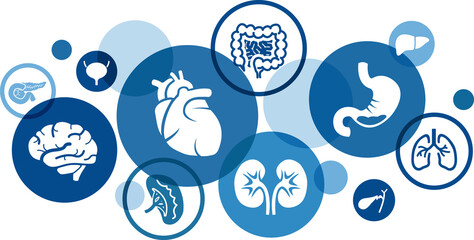 Human organs vector illustration. Blue concept with icons related to medical science & medicine, human physiology & anatomy, internal organs - heart, brain, kidneys, lungs, bladder, intestine. - obrazy, fototapety, plakaty