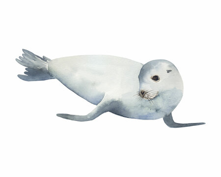 Watercolor drawing of a seal. Perfect for printing, web, textile design, souvenirs.
