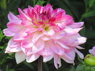 Fototapeta premium peonies