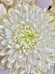 White flower on display. These Flowers are great decoration for wedding backdrop.